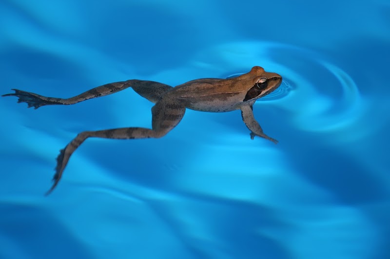 Help! There's a Critter in my Pool! 4 critter Bonnie & Clydes Pools and Spas