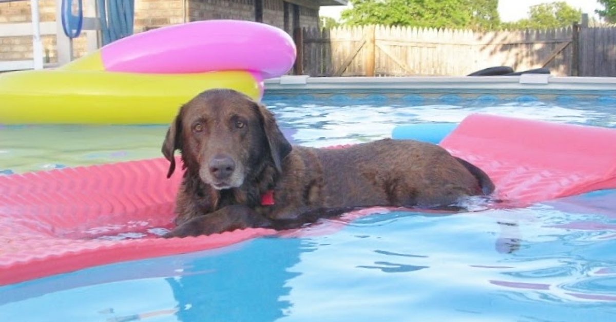dog swim in my above ground pool
